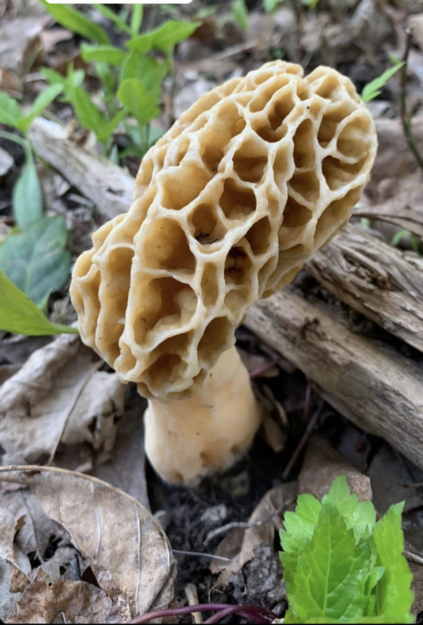 Morel 1.jpg